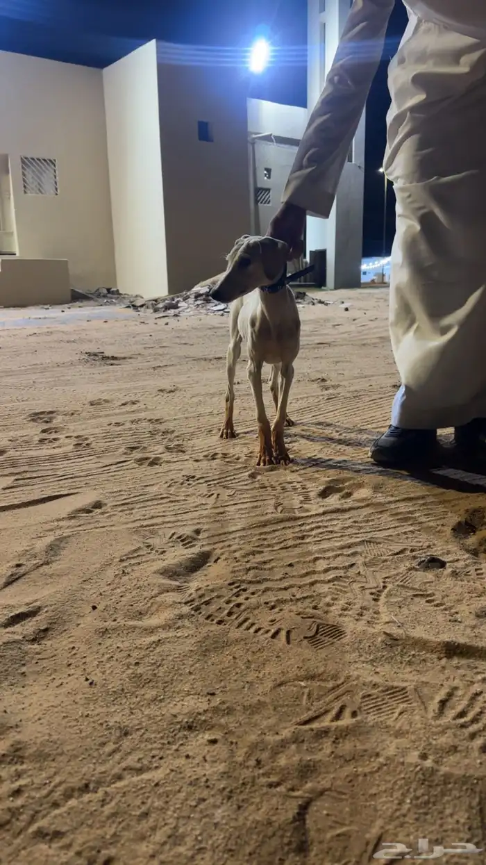 جراوه سلق عربيه 3