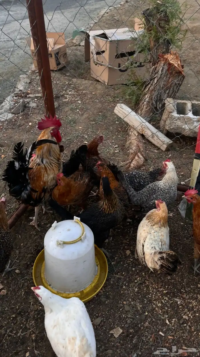 دجاج بلدي شرط صحه 0