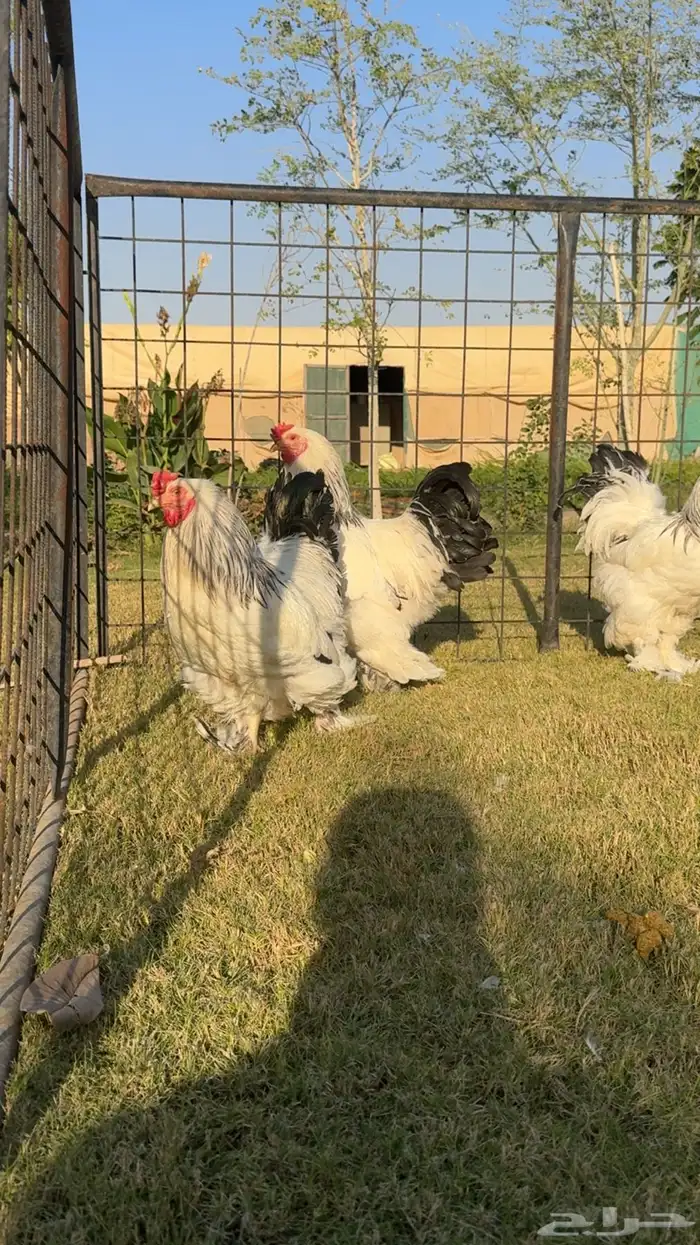 ديك ديكة براهما كولومبي كونك 5