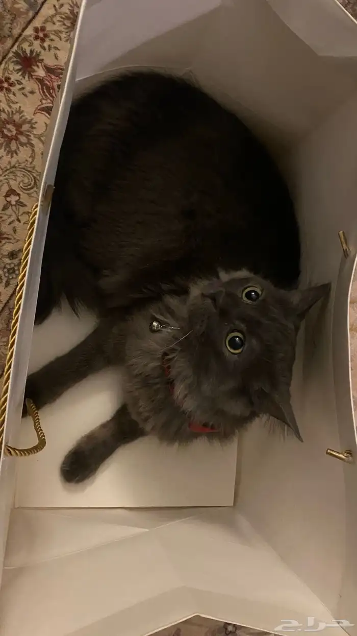 قط مفقود مكافاة للي يلقاه 2