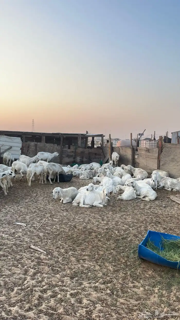 حريات جمله العدد 72 1