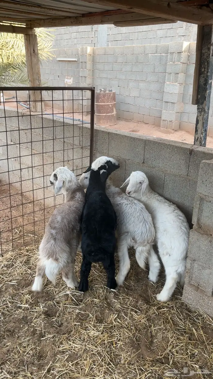 السلام عليكم ورحمة الله وبركاته للبيع طليان العدد 4 2