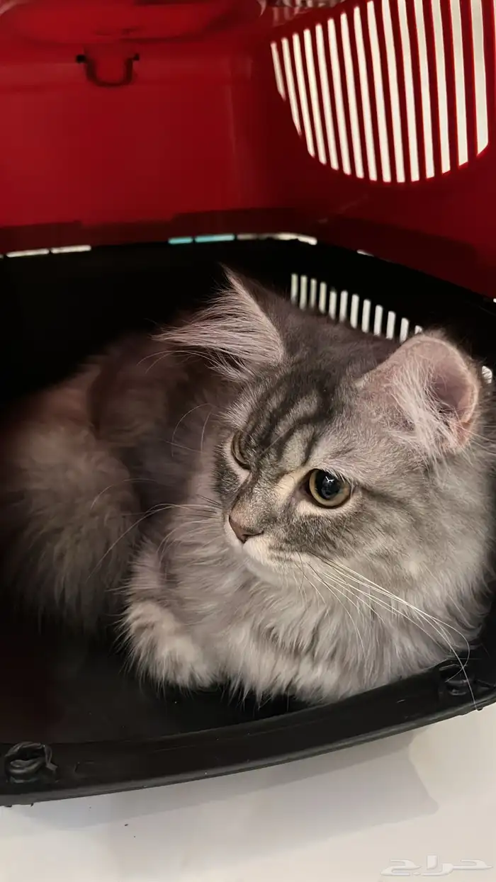 قط ذكر للتبني 0