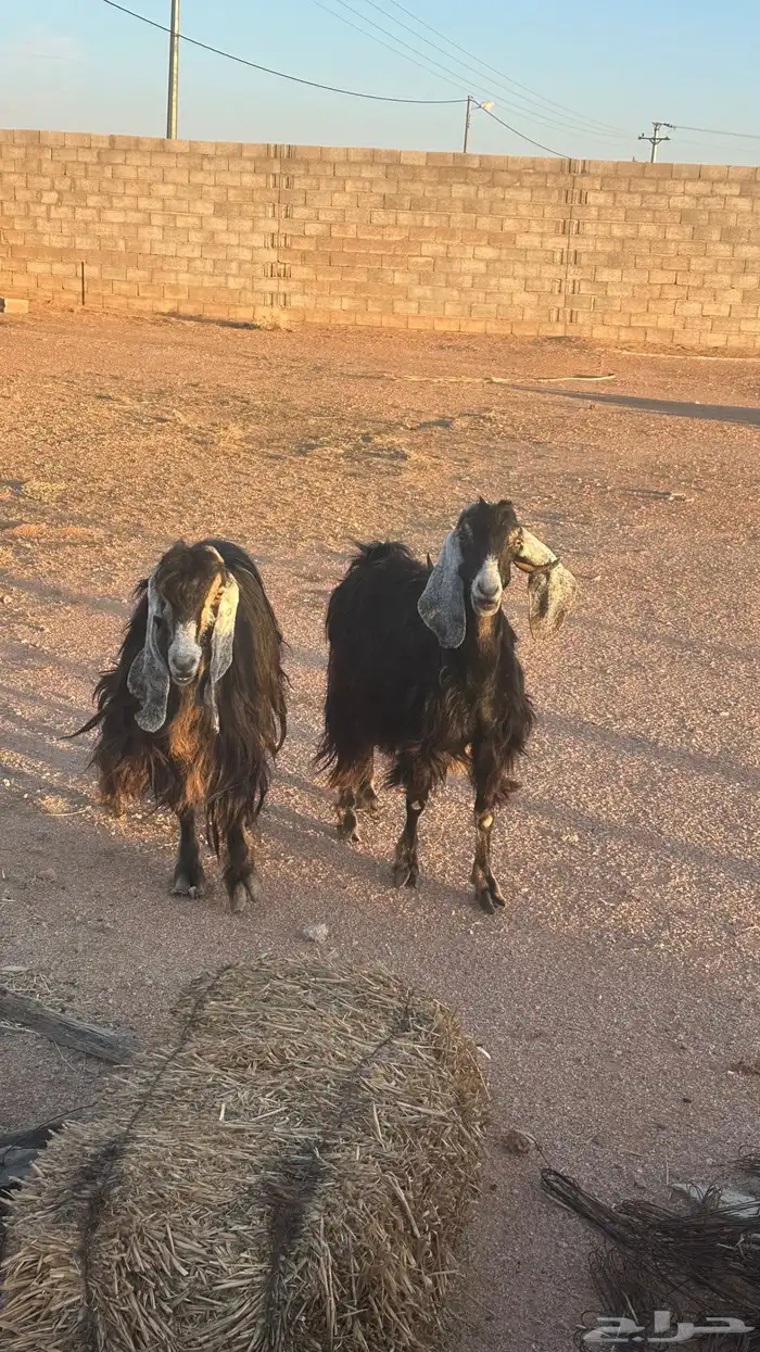 معزا عوارض عطر 0