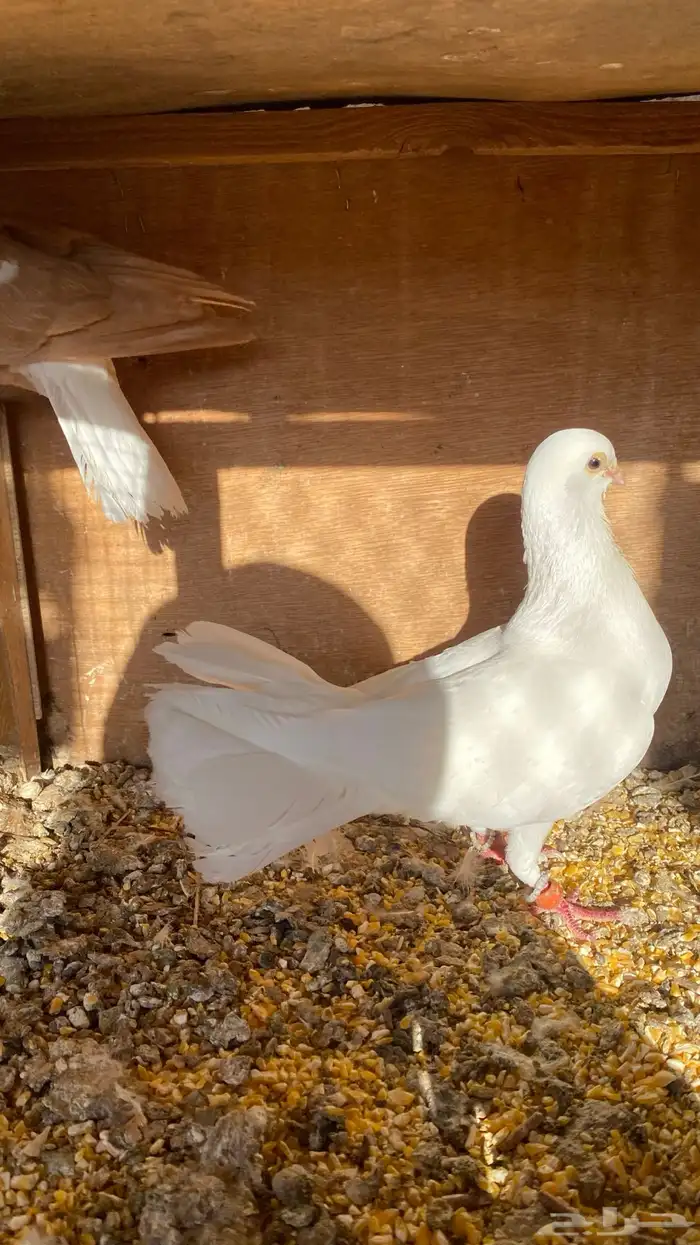 حمام نوري منتج 2