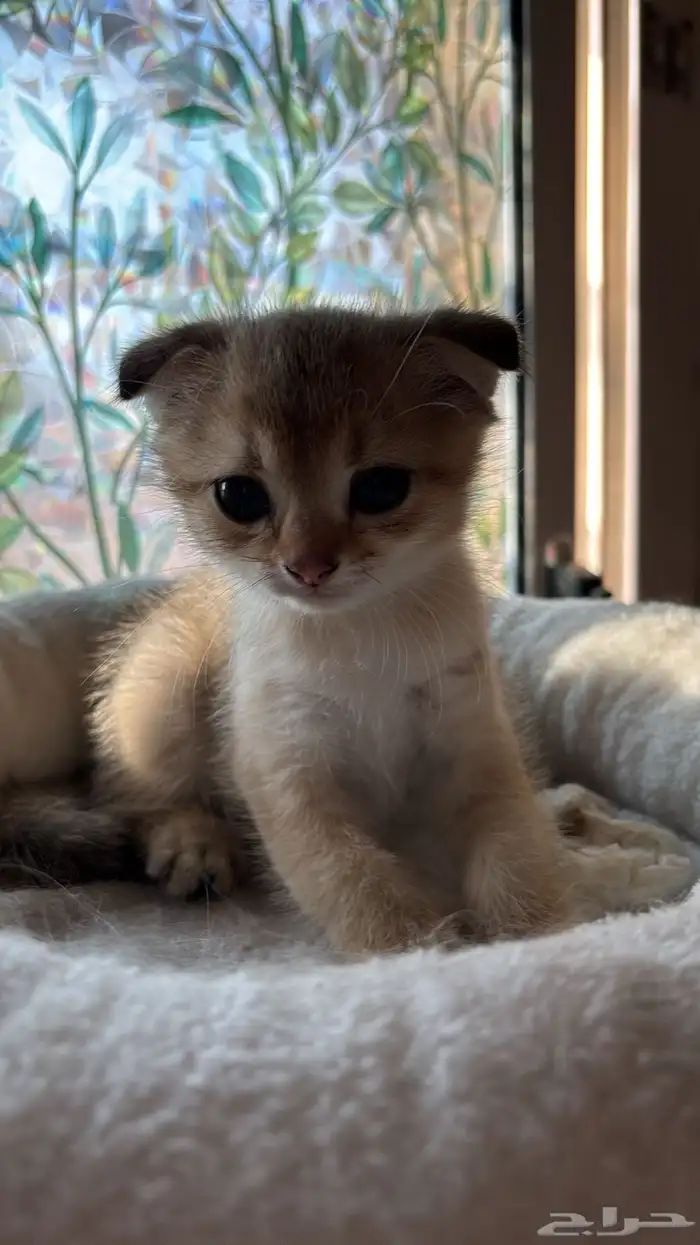 قط ذكر كتن للبيع 3