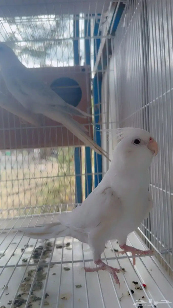 للبيع ببغاء كروان(تم البيع) 6