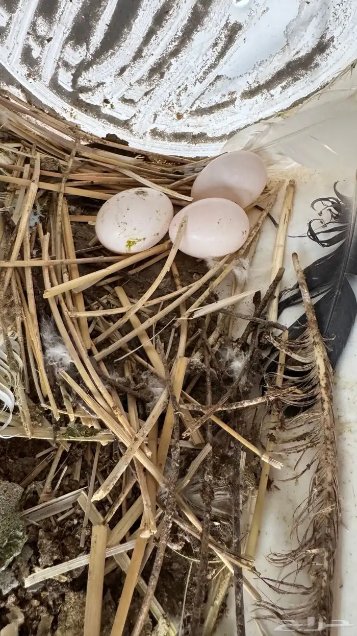 حمام فرنسي 11