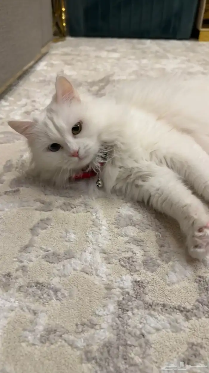 قطة شيرازية 3