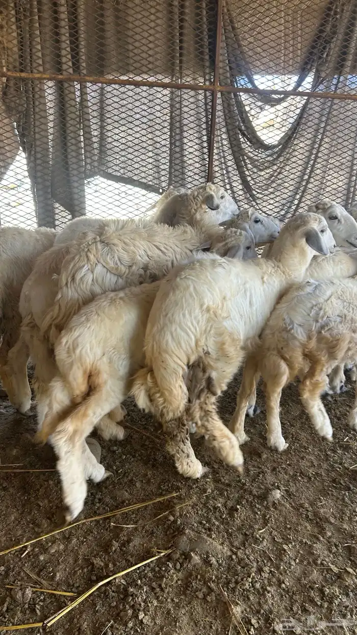 طليان ورخال على 850 0