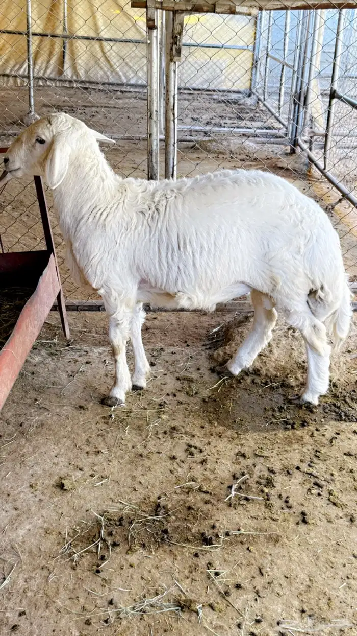 خروف للبيع 0