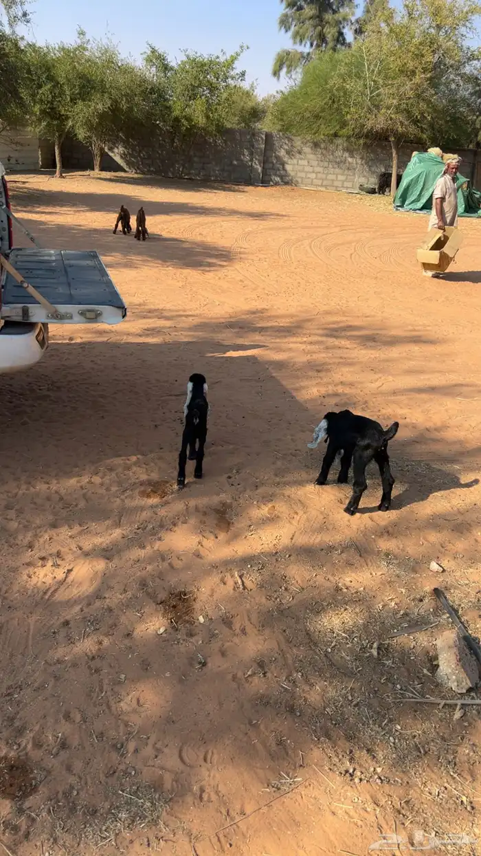 ذواغير للبيع 0