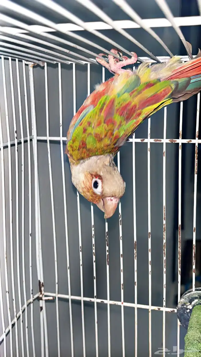 ليبع جوز كنيور طفره 0