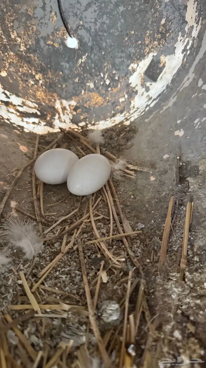 حمام فرنسي 9