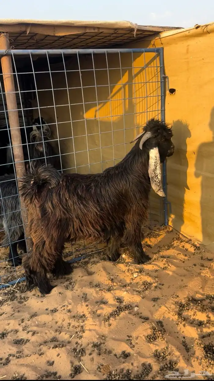 تيس عارضي خصم ادلم 1