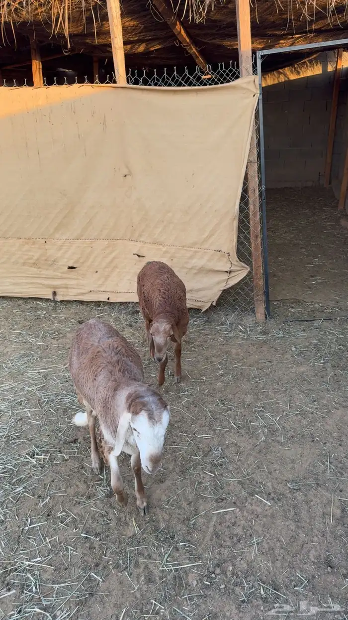 سواكن ثلاجه 0