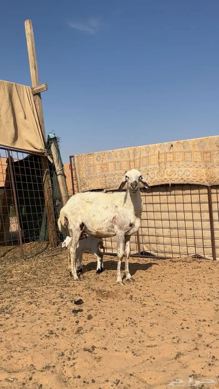 شاة هجين والد 1