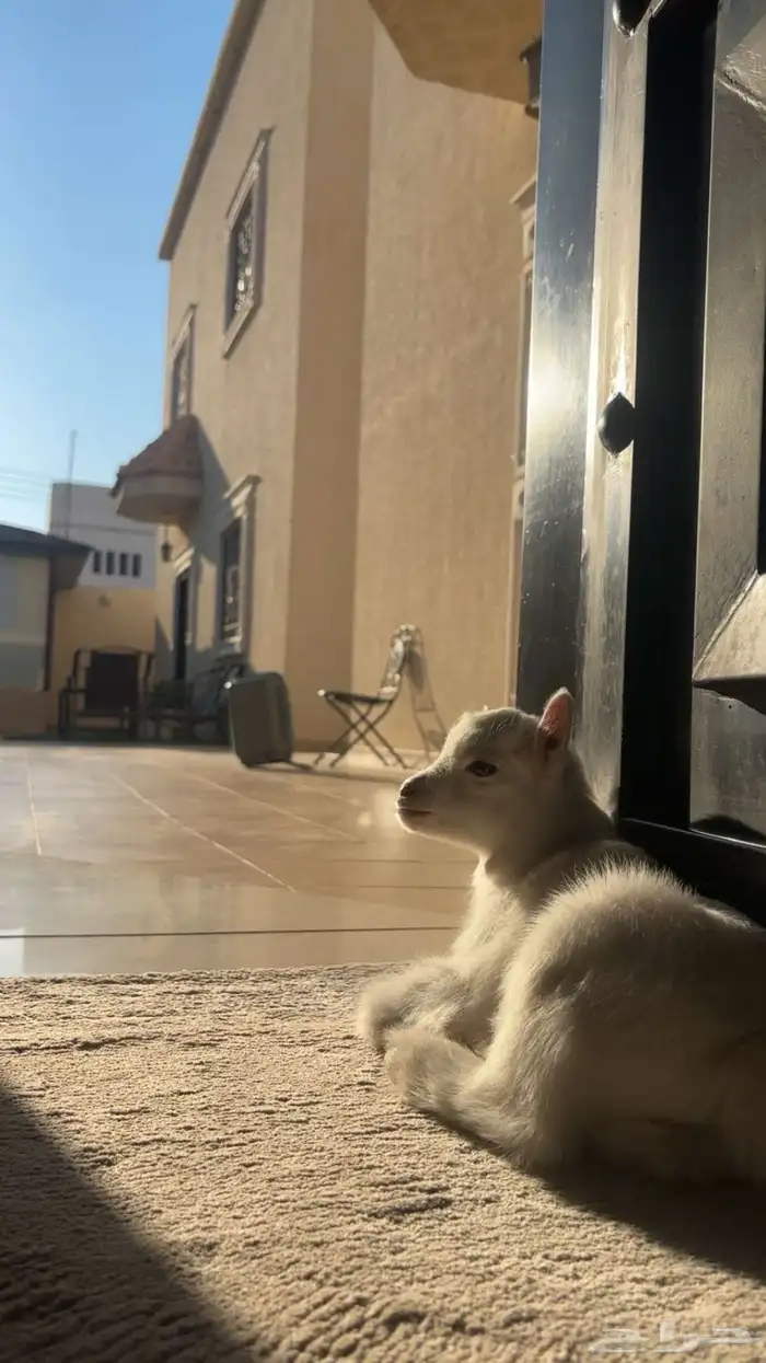 ماعز قزم اللون أبيض لعمر 40سوم 0