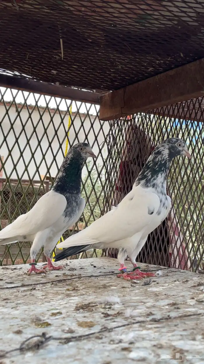 اجوز باكستاني بيور. 0