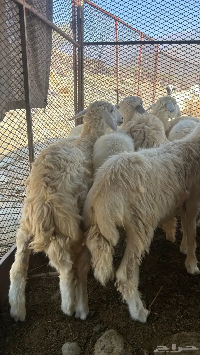 طليان ورخال على 850 2