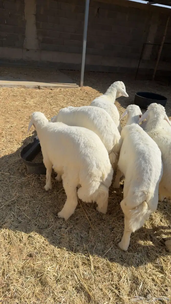 6 طليان شحم بريه 0