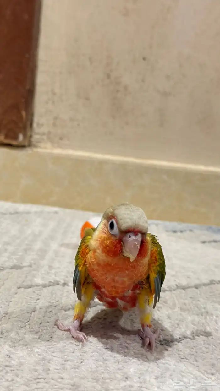 فرخ كنيور اناناس رد فاكتور 0