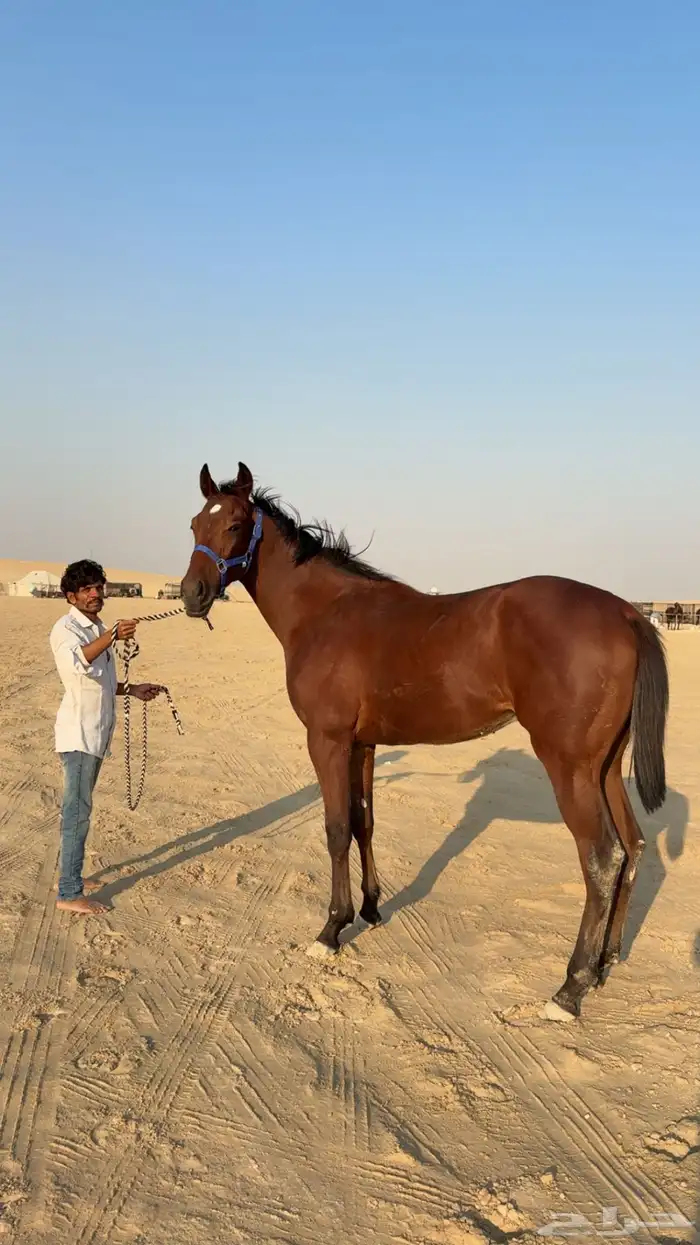 مهر سرعه كفو 6