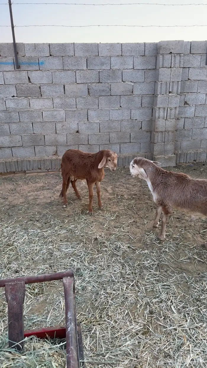 سواكن ثلاجه 1