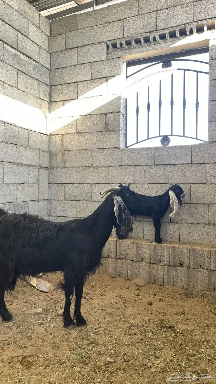 عنز فاخره معها جفره 2