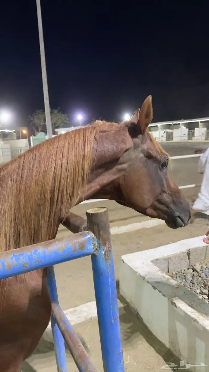 حصان واهو نسب قوي 1