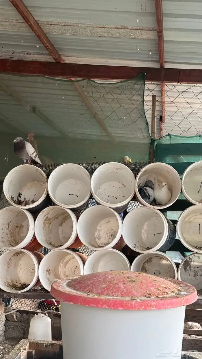 حمام فرنسي 3