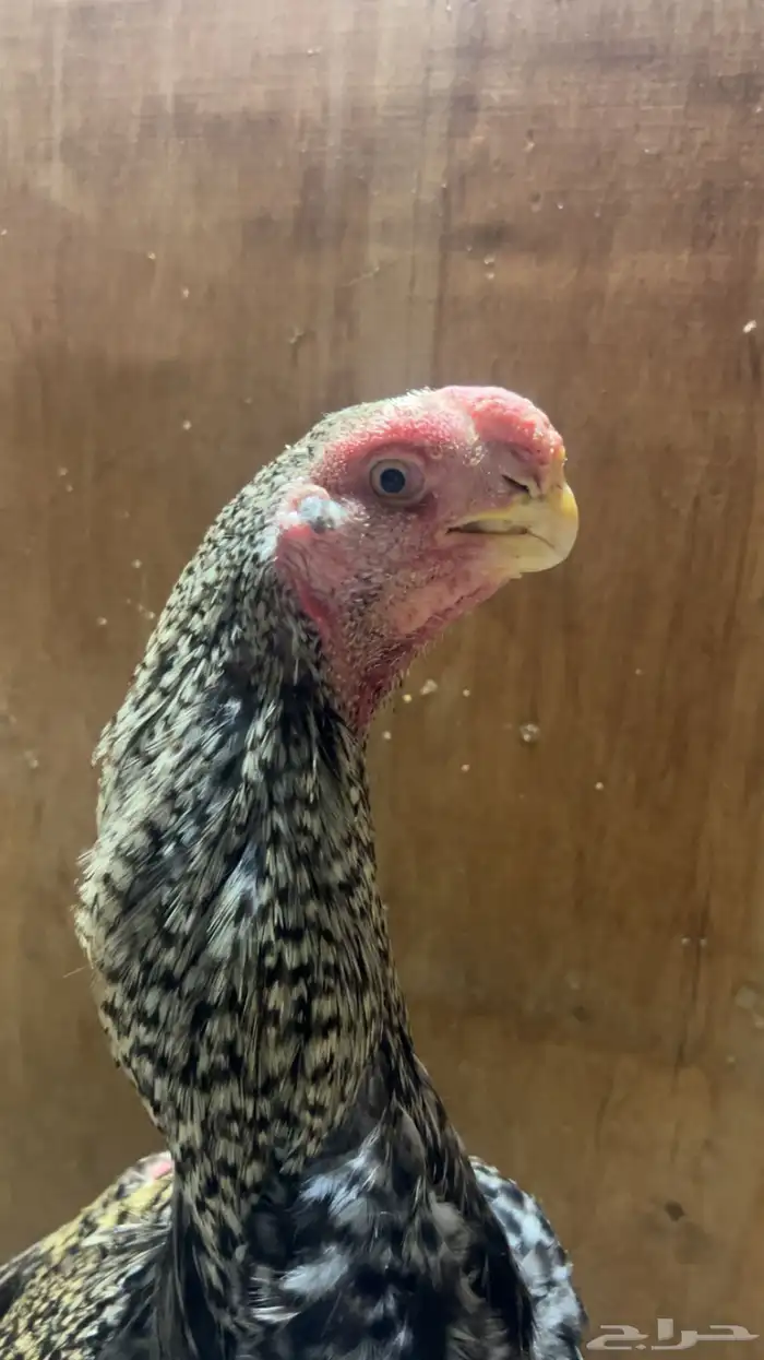 جوز اذناب الهند مستوى فاخر جدا ماشاءالله تبارك الله 6