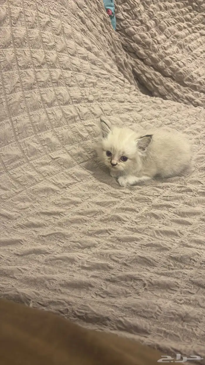 قطو هملايا ذكر عمرهاشهرين يحب لعب 0