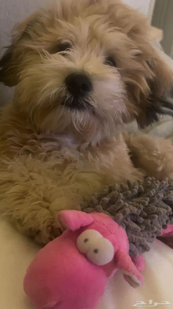 قولدن دودل 0