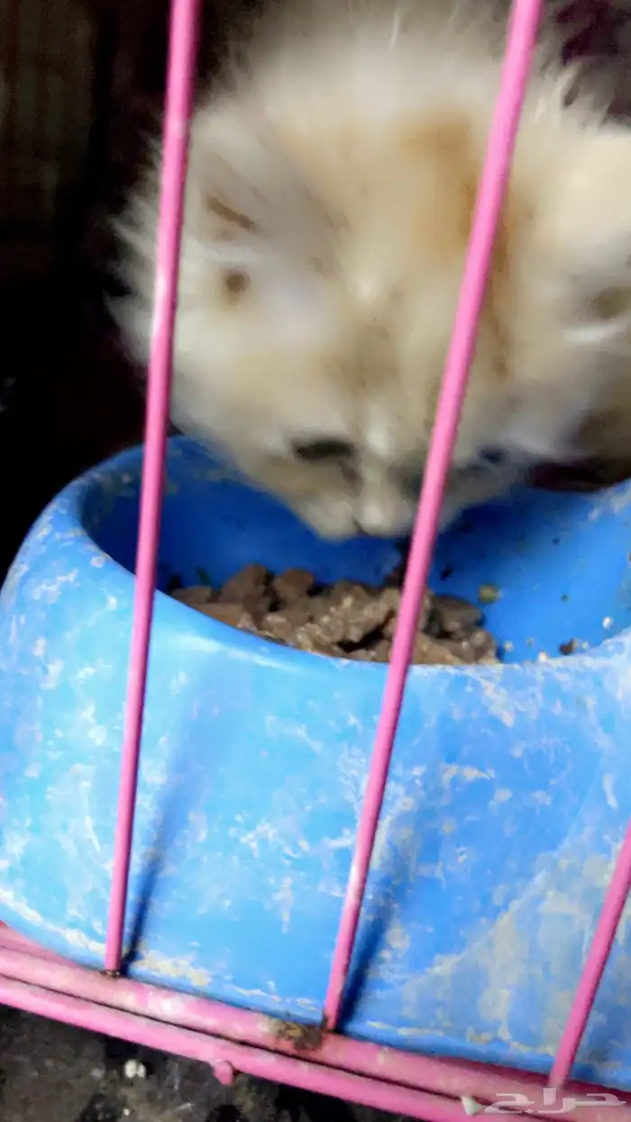 قطتين تيكن صغار 0