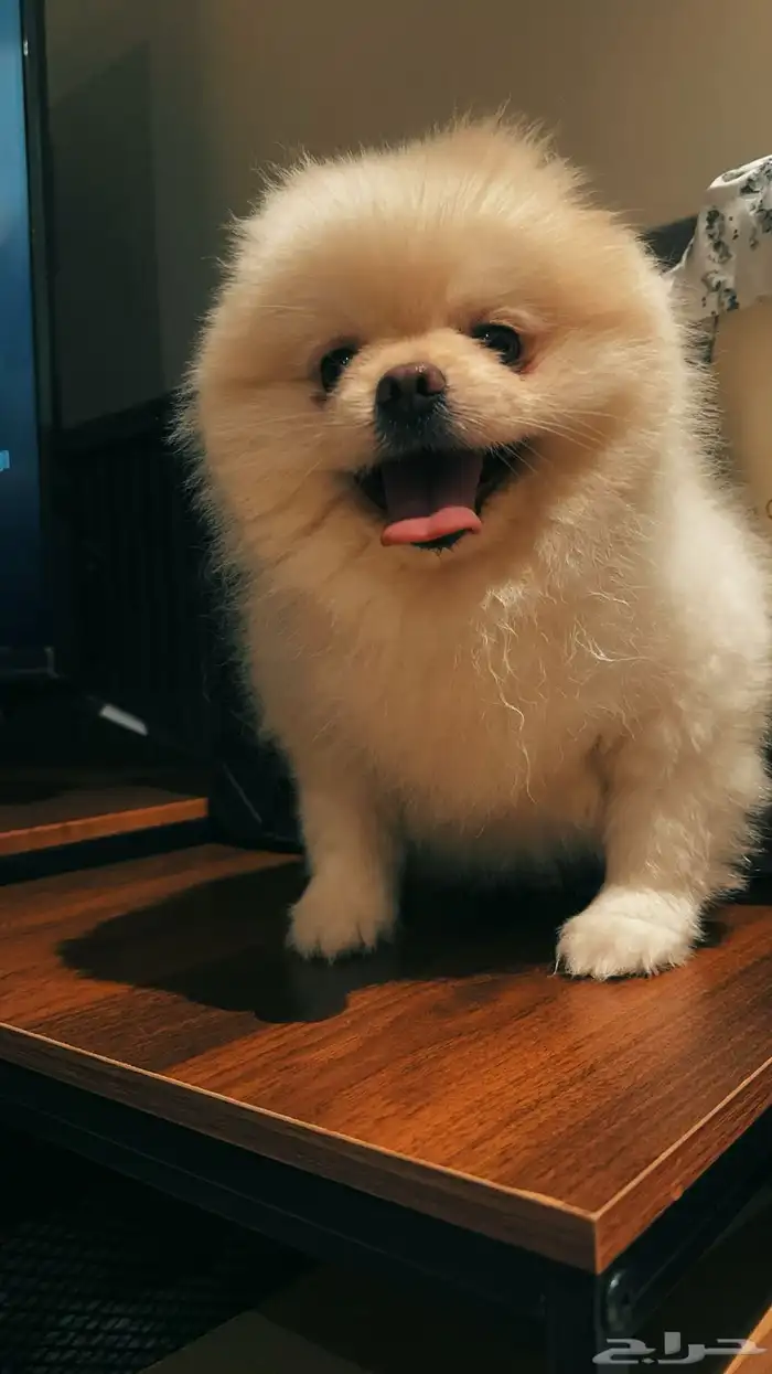 بوميرينيان مستورد حجم صغير 5