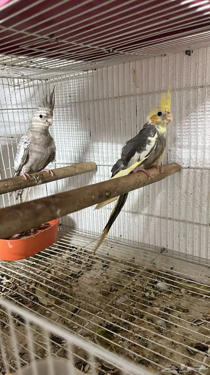 طيور كروان 0