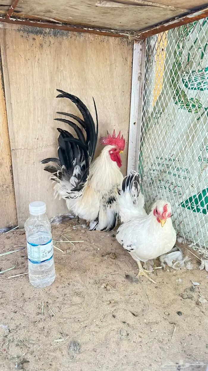 دجاج جبنيز جوز كولمبي 6