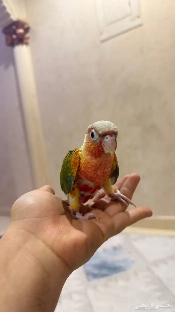 فرخ كنيور اناناس رد فاكتور 2