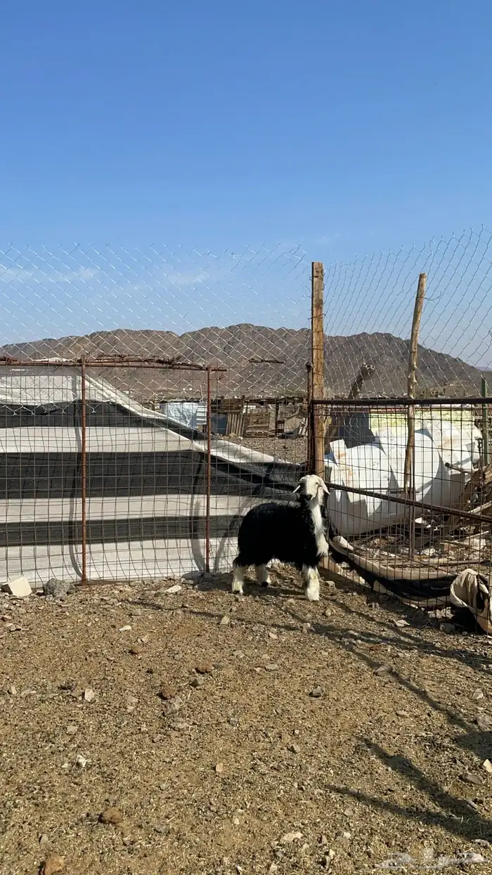 رخل نجديه طيبه بالحيل 4