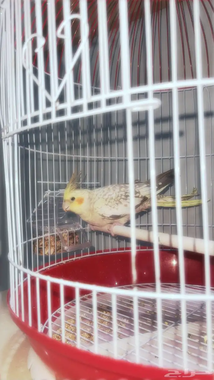 طائر الروز مع اكله وقفصه للبيع 300 0