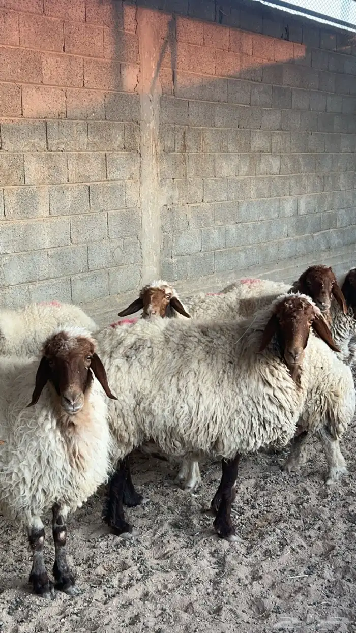 غنم نعيم دفيع واصله 3