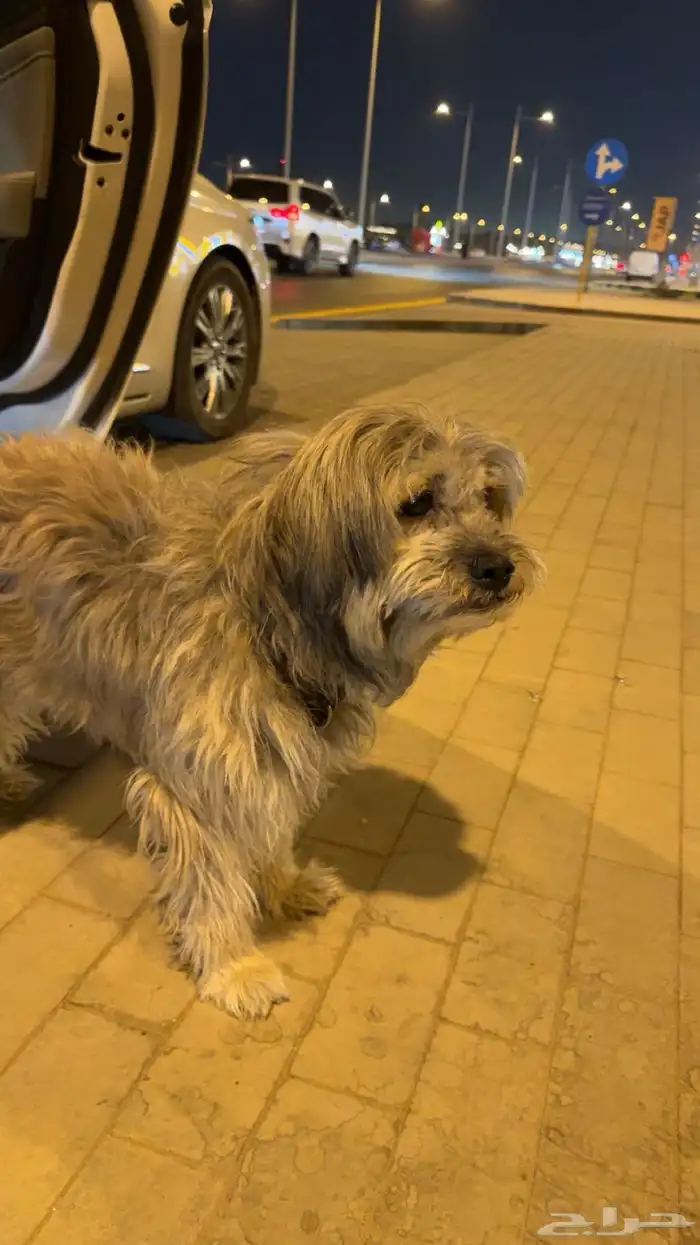 كلب مالتيز 0