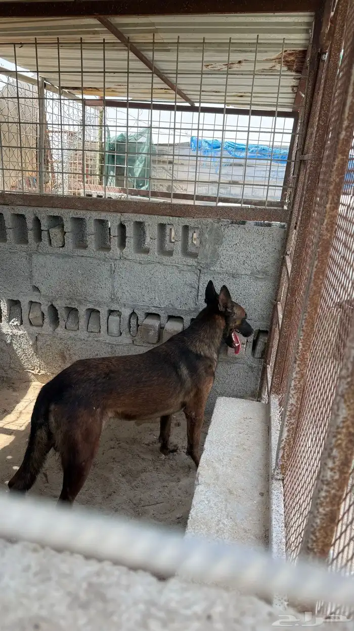 ذكر مالينو 0