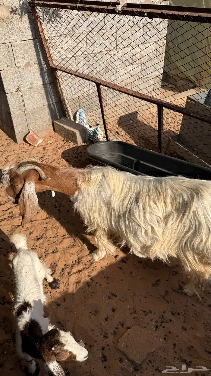 عنز معها جفرتين 1