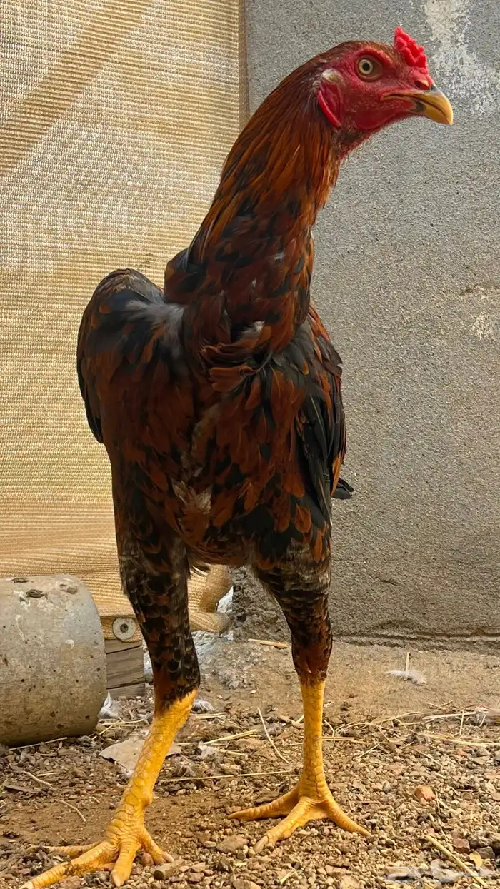 ديك سندي العدد 2 ذكور 8