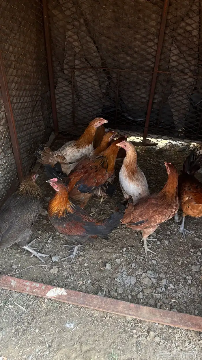 دجاج بلدي شرط صحه 5