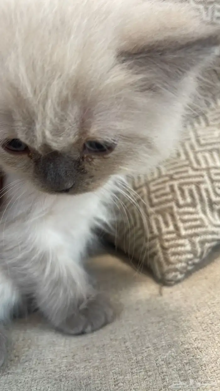 قطه هملايا 1