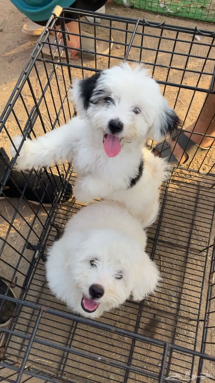 2 كلاب شيواوا 0