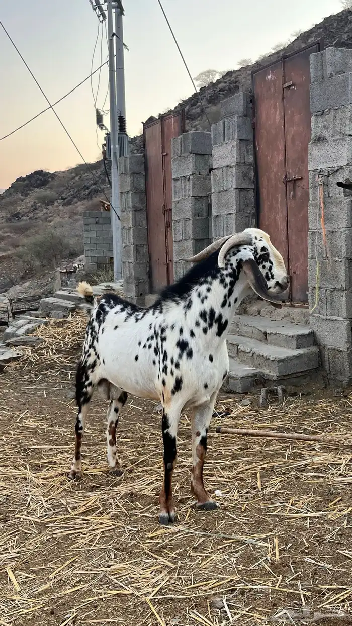 تيس فحل للبيع 5